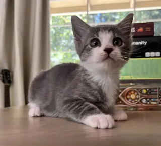 Bella Boo