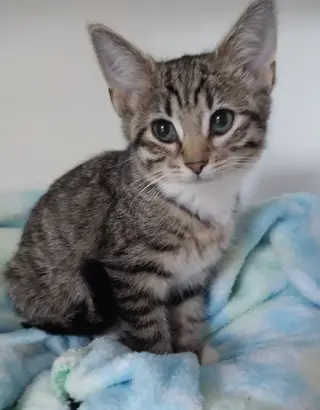 Ms. Plymouth * IN FOSTER *