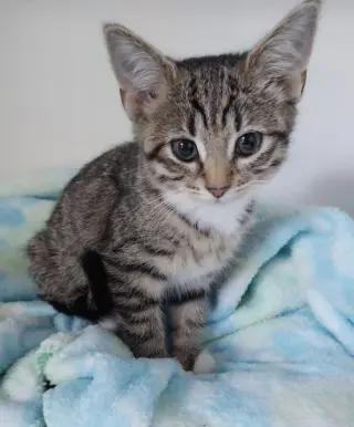 Ms. Plymouth * IN FOSTER *