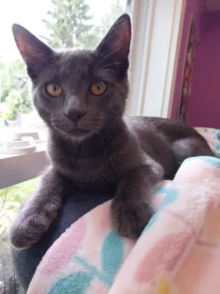 Smoky Joe * IN FOSTER *