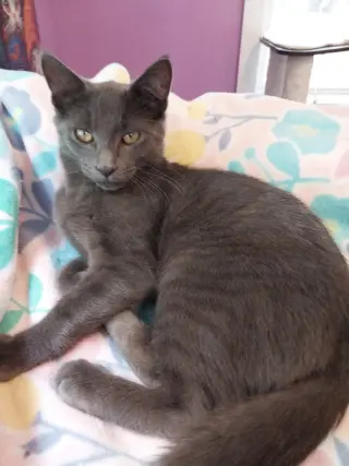 Smoky Joe * IN FOSTER *