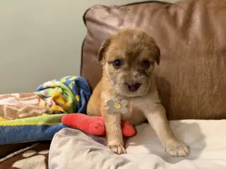 Bailey
