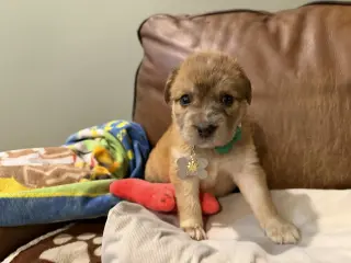 Bailey
