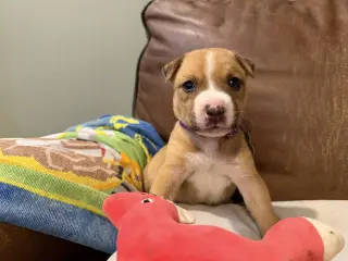 Bruno