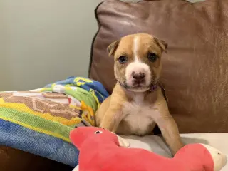 Bruno