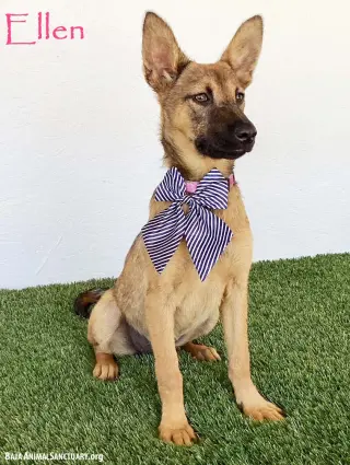 Ellen