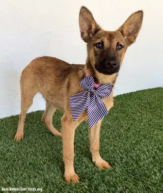 Ellen