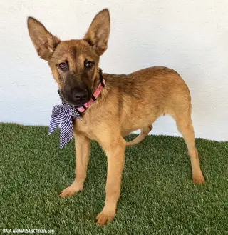 Ellen