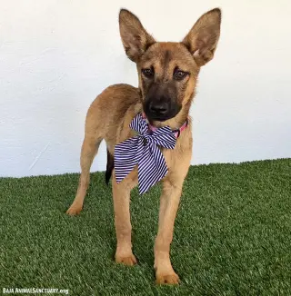 Ellen