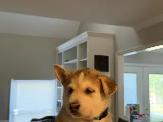 Togo (Venus Litter)