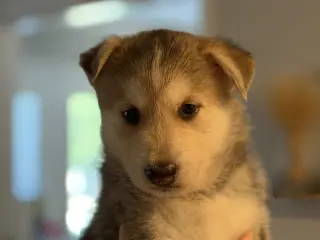 Kai (Venus Litter)