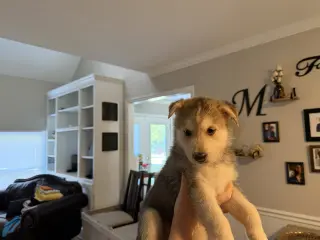 Kai (Venus Litter)