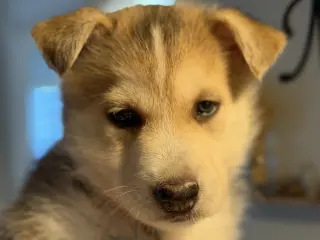 Loki (Venus Litter)