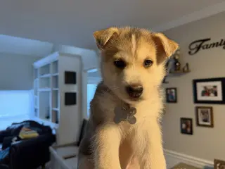 Loki (Venus Litter)