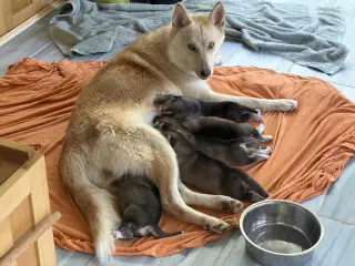 Loki (Venus Litter)