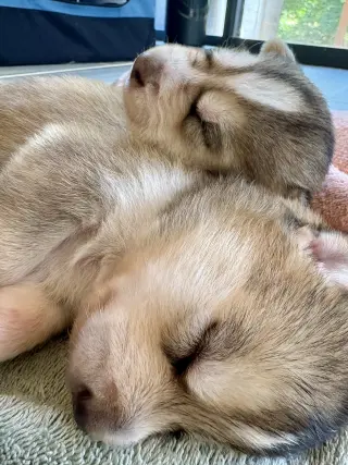 Loki (Venus Litter)