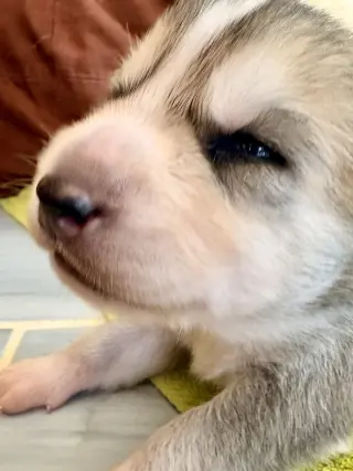 Loki (Venus Litter)