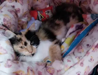 Calista * IN FOSTER *