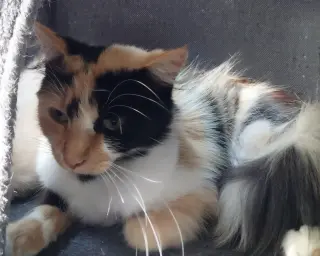 Calista * IN FOSTER *