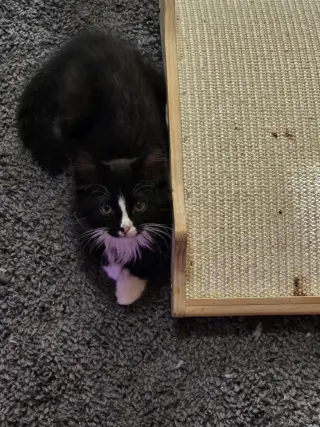 Carter