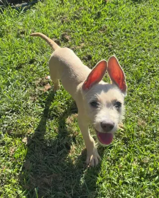 "Swiss" cheese - magical ears