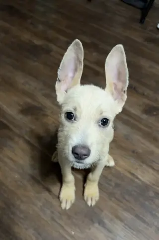 "Swiss" cheese - magical ears
