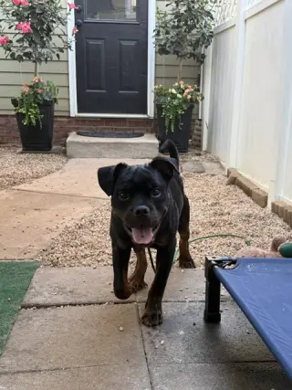 Griffin