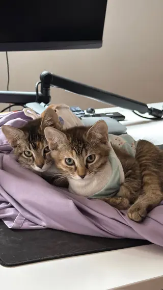 Tango (& Mango)