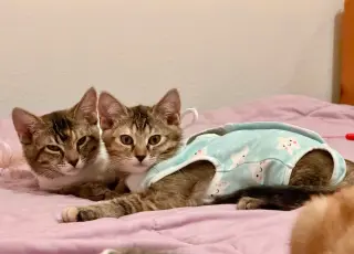Tango (& Mango)