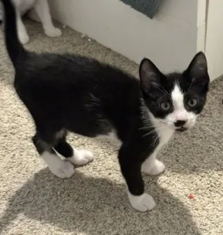Pierre