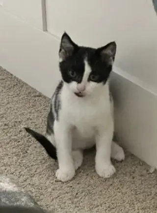 Quincy