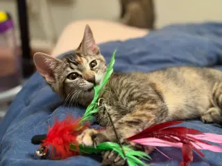 Mango (& Tango)