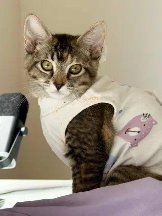 Mango (& Tango)