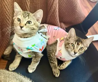 Mango (& Tango)