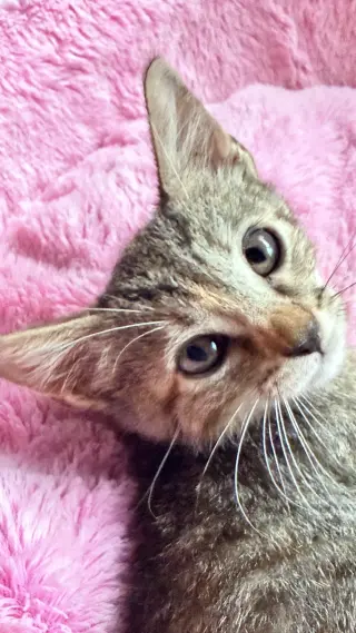 CATAREENA