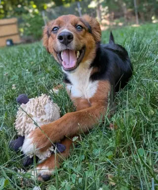 Brandy *Adopt or Foster*