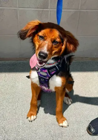 Brandy *Adopt or Foster*