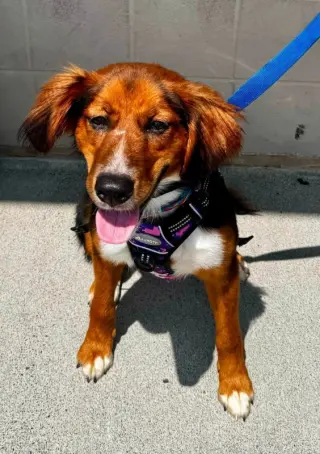 Brandy *Adopt or Foster*