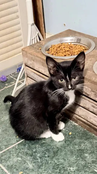 BELLA