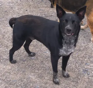 Duke