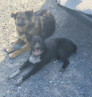 Duke