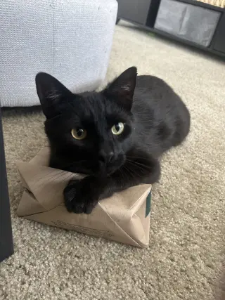 Mr. Tuxy