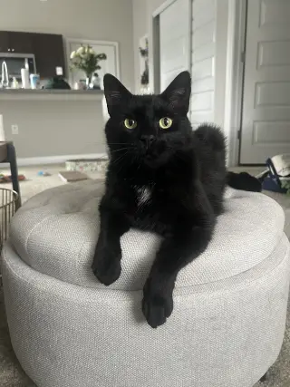 Mr. Tuxy