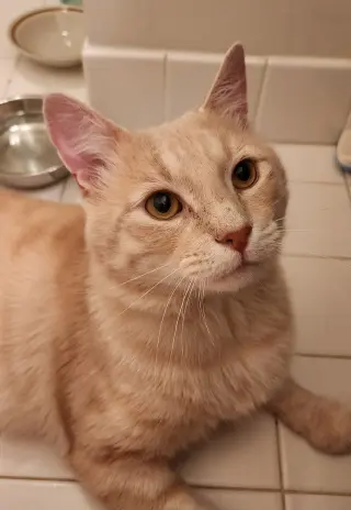 Professor Pumpkin Paws