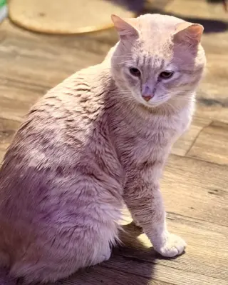 Professor Pumpkin Paws