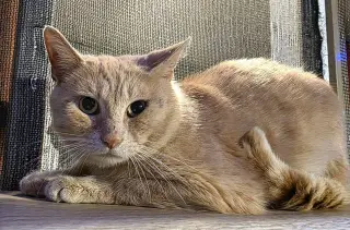 Professor Pumpkin Paws