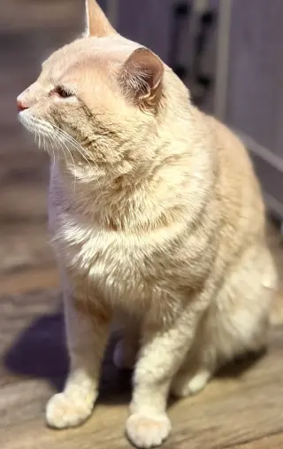 Professor Pumpkin Paws