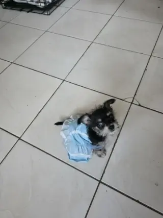 Perrita chizer negrita
