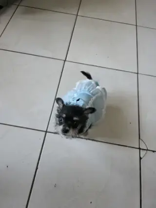 Perrita chizer negrita