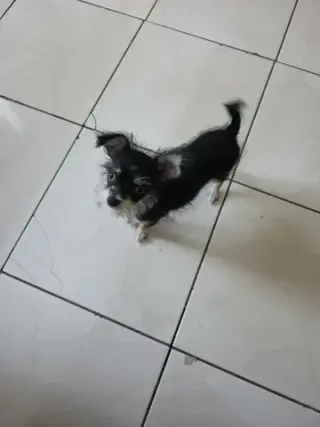 Perrita chizer negrita